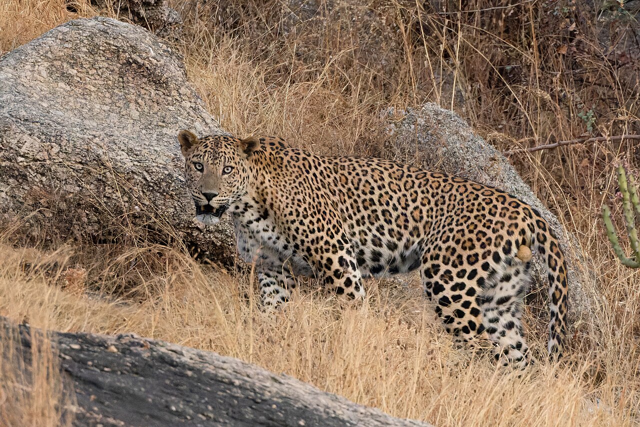Jawai