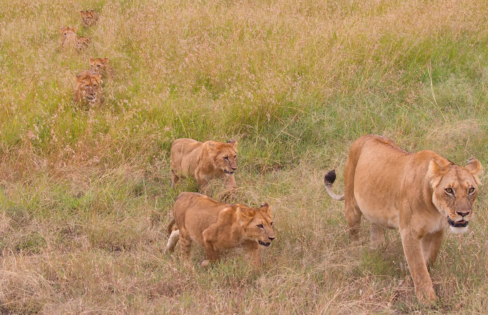 Kenya Luxury Big Five Safari